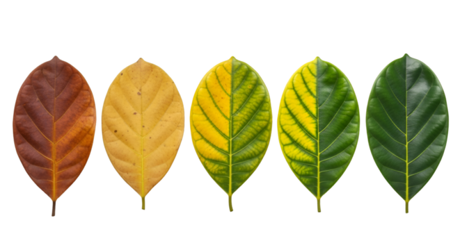 Progression of Five Leaves from Brown to Green leaf