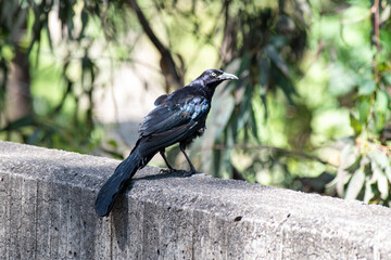 Close-up of a black bird with iridescent feathers resting on a concrete surface in a forest