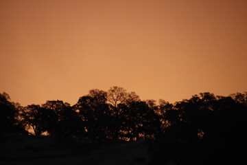 Orange sunset with trees