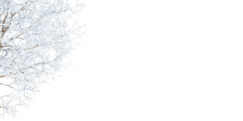 branches of a tree in snow on white background
