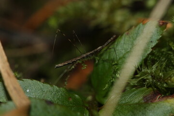 Stick insect