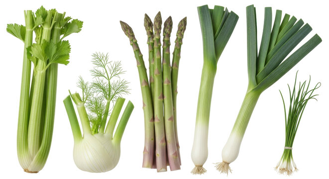 Isolated fresh vegetables on display includes celery, fennel, asparagus, leeks and chives