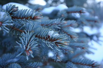 Cold blue spruce branches with frosty needles in winter glow