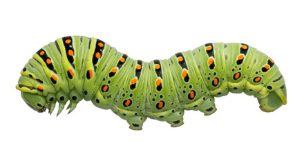 Isolated caterpillar of Papilio machaon with distinctive markings in front of no background
