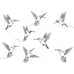 Hummingbirds in flight, black and white line art illustration