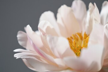 Obraz premium Delicate pale pink peony flower against a soft gray background