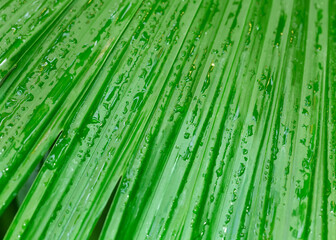Close-up of a vibrant green palm leaf with water droplets