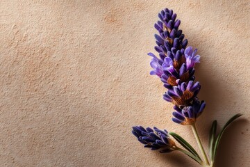 Lavender flower on soft peach background