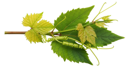 Isolated Grape leaves and tendrils, green vine branch with curled tendrils, fresh spring foliage