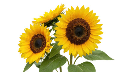Isolated Sunflowers blossoming, yellow flower head, sunny, petals and green leaves
