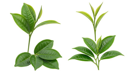 Isolated sprigs of lush green tea leaves, a healthy botanical element for design projects