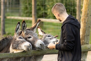 Young man interacting with three donkeys at a farm, showcasing a bond between humans and animals, highlighting the joy of animal care and connection in a natural setting