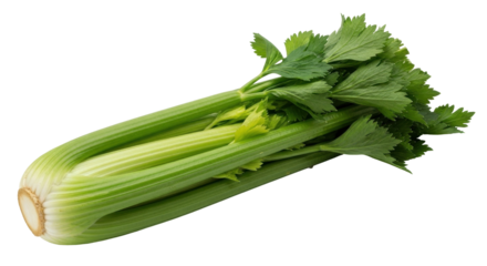 Isolated fresh celery stalk for cooking, raw snack, or organic juice detox diet cleanse