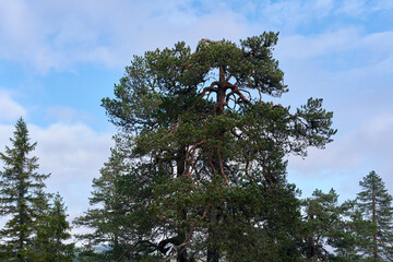 Autumn landscape from the Kalvberget coniferous forest reserve of the Totenåsen Hills, Norway.