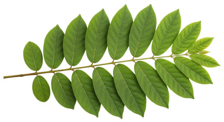 Isolated branch with many green leaves, an exotic leaf arrangement, foliage, healthy plant