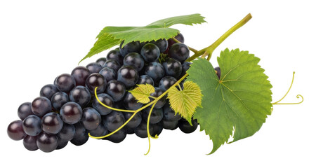 Isolated bunch of dark grapes with leaves, fresh sweet fruit, natural, delicious