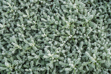 Closeup view of evergreen shrub santolina chamaecyparissus aka cotton lavender or lavender-cotton with dew drops in autumn
