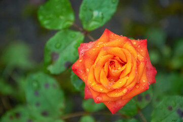Orange and red rose in full bloom with water droplets on petals surrounded by green leaves