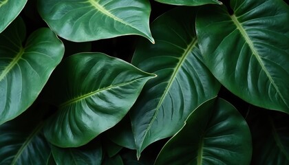 Deep green lush leaves overlap creating a natural pattern. Smooth glossy surface catches light, showing vein details. Perfect for backdrop or design element.