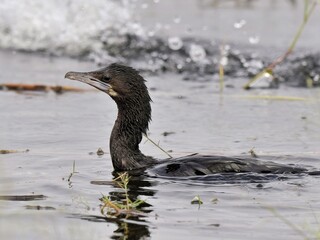 A Little Cormorant swimming in a calm body of water head raised above the water Splashes can be seen in the background at Bueng Boraphet Thailand