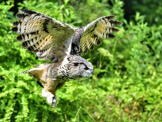 Eurasian Eagle-Owl in mid-flight, with its wings fully spread. The bird is flying low over a green background, with its striking orange eyes and ear tufts visible at Munchen Germany