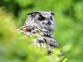 A close-up headshot of a Eurasian Eagle-Owl with a sharp beak. The bird's intricate large orange eyes and prominent ear tufts against a soft green backdrop at Munchen Germany 