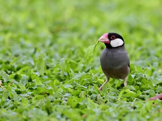 A Java Sparrow on a green lawn holding a leaf in its pink beak. It has distinctive black and white color on its head at Pathumtani Thailand 