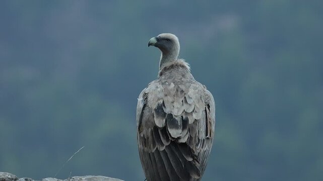 Detalle de buitre gyps fulvus mirando a su alrededor en d&iacute;a nublado al alba, Alcoy, Espa&ntilde;a