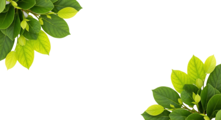 Isolated close up of green leaves from a tree as frame decoration for a floral theme
