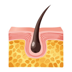 Anatomical Diagram of Hair Follicle Embedded in the Dermis, Showing the Bulb and Blood Supply Essential for Hair Growth	