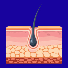 Simple View of a Hair Follicle Embedded in the Skin, Ideal for Explaining Basic Hair Removal or Shaving Concepts	