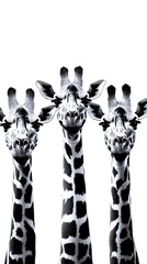 Three giraffes with distinct markings display their adorable expressions in a minimalist setting