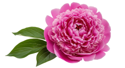 Isolated beautiful peony flower in full bloom, with lush green leaves, pink petals and textures