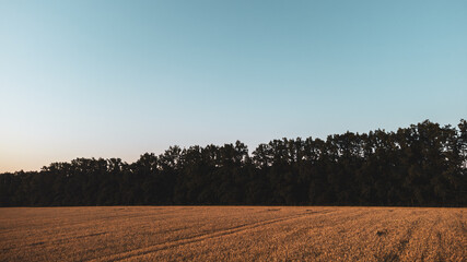 Summer golden wheat field with trees line and clear blue sky