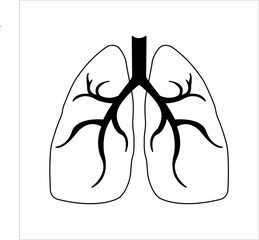 Lungs flat line icon. Thin vector pictogram of human internal organs, outline illustration for lung clinic.