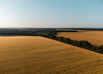 Aerial golden wheat fields in summer rural Ukraine with clear blue sky