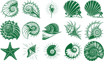 Collection of hand drawn black and white sketches of various seashells and starfish