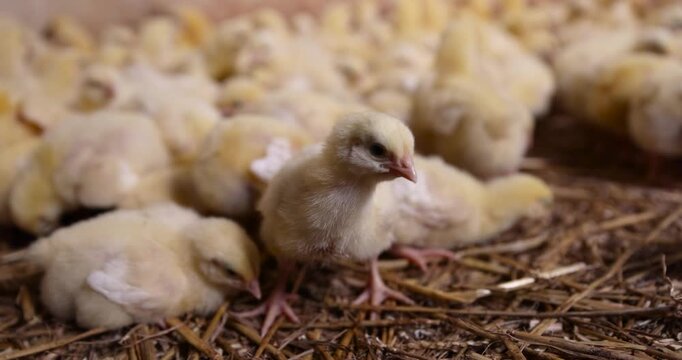 a group of young broiler chickens at a poultry farm, yellow chickens of a meat breed for poultry meat production, close up