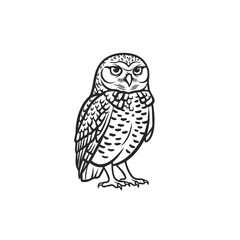 Obraz premium owl on a branch