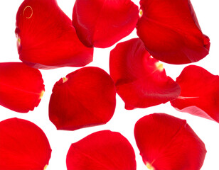  Cascading Red Flowers and Petals in Romantic Breeze