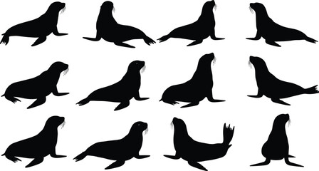 Sea lion silhouette set, black vector art, sitting and lying pose, marine animal movement, wildlife illustration, aquatic posture study © Mim's World