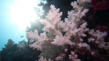 Fototapeta premium dendritic. White calcareous deposits forming dendritic patterns on a coral reef. ESG reports, sustainability campaigns, designed for sustainability communications and ESG reporting.