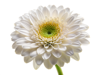 A closeup of a delicate white gerbera daisy flower with a green center, isolated on a transparent background