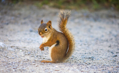 Playful red squirrel with open mouth on a gravel path in natural daylight