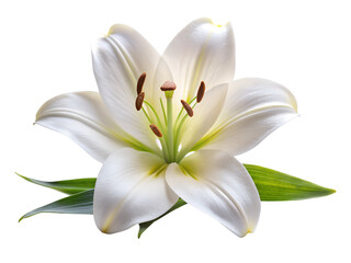Obraz premium A white lily flower with green leaves isolated on transparent background