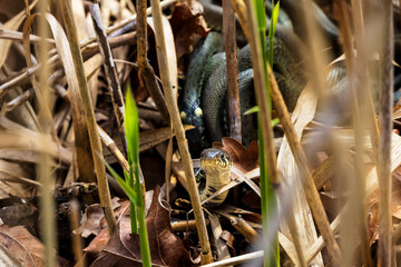 Obraz premium Grass snake (Natrix natrix) emerging from reed vegetation in a wetland habitat. Wildlife portrait of a nonvenomous European snake hidden among dry reeds and spring vegetation in natural surroundings.