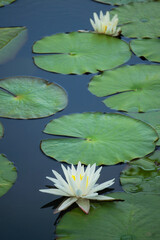 Waterlilies Blooming in pond outside of Wilmington, North Carolina, USA