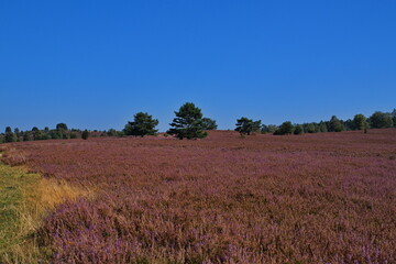 A wide field of blooming purple heather stretches toward the horizon under a deep blue sky, creating a calm and vibrant summer landscape full of natural beauty.