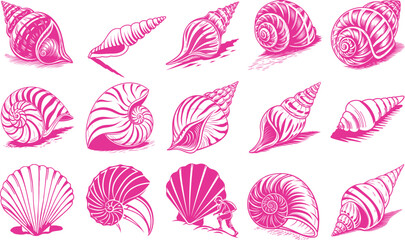 Collection of diverse seashells and nautilus shells