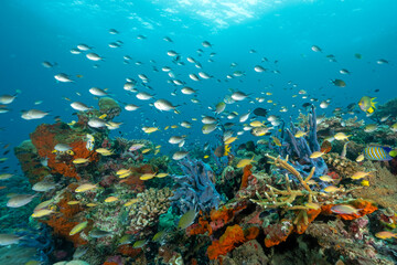 Massive acropora stony corals with anthias and damsels hovering, Raja Ampat Indonesia.